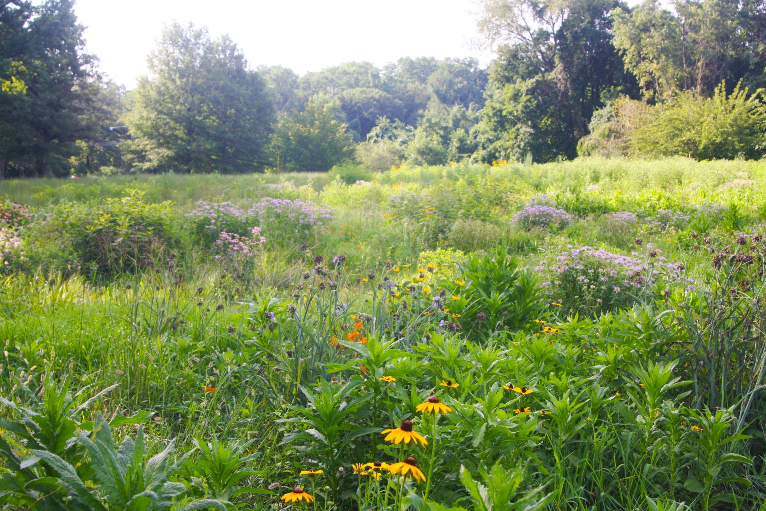 bittersweet meadow 1536x1024