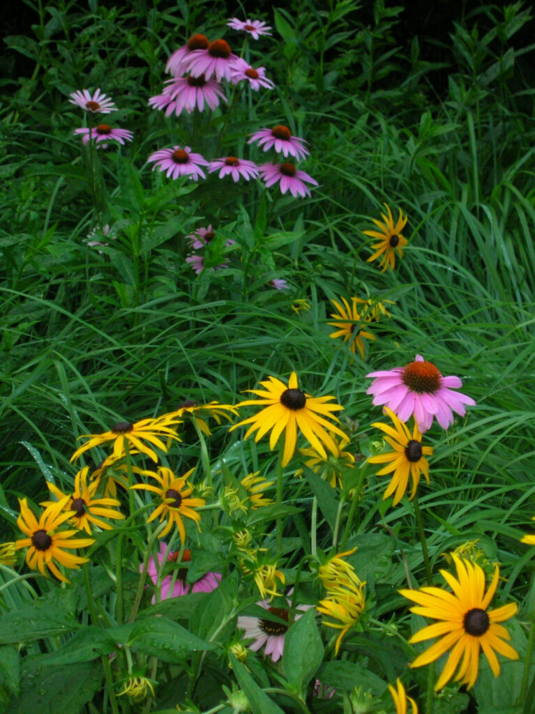 wildflowers purple coneflower yellow pink brown eyed susanne black eyed susan summer flowers wildflower 1415924
